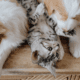 Check these great gift ideas for pet lovers!