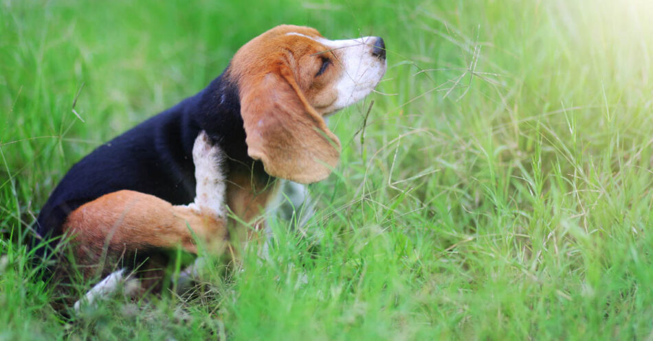 How To Heal Dog Hot Spots And Skin Conditions