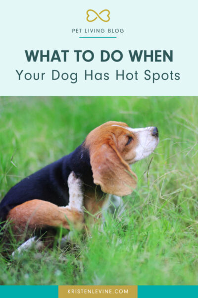 what to do when your dog has hot spots pin