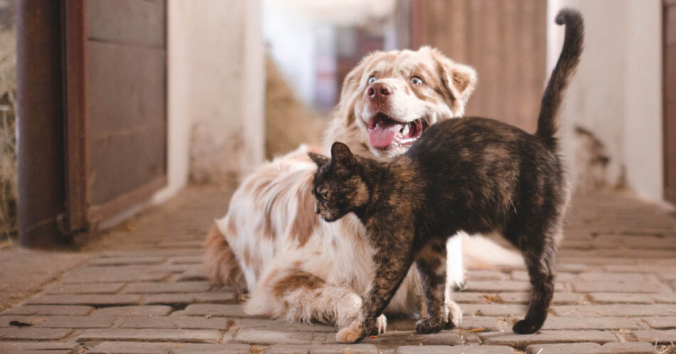 Preventative Care Routine For Cats And Dogs