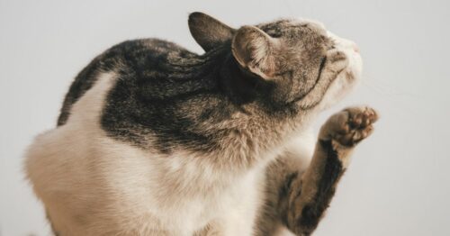The Best Ways to Get Rid of Fleas on Your Cat and In Your House - Banish Pesky Fleas From Your Cat