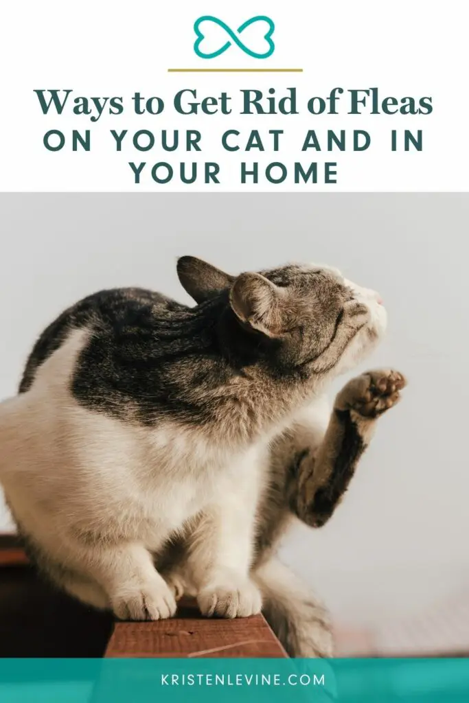 Get rid of fleas on your cat and in your home!