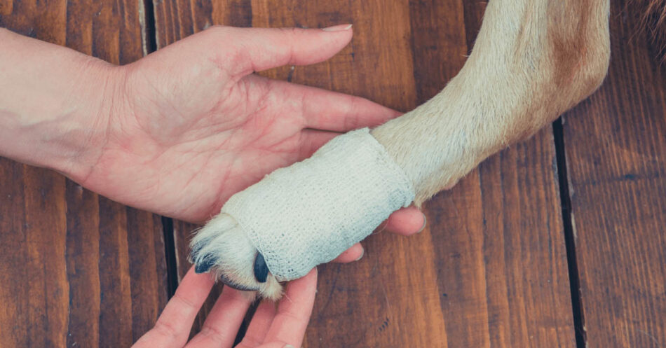 what to put in a dog first aid kit