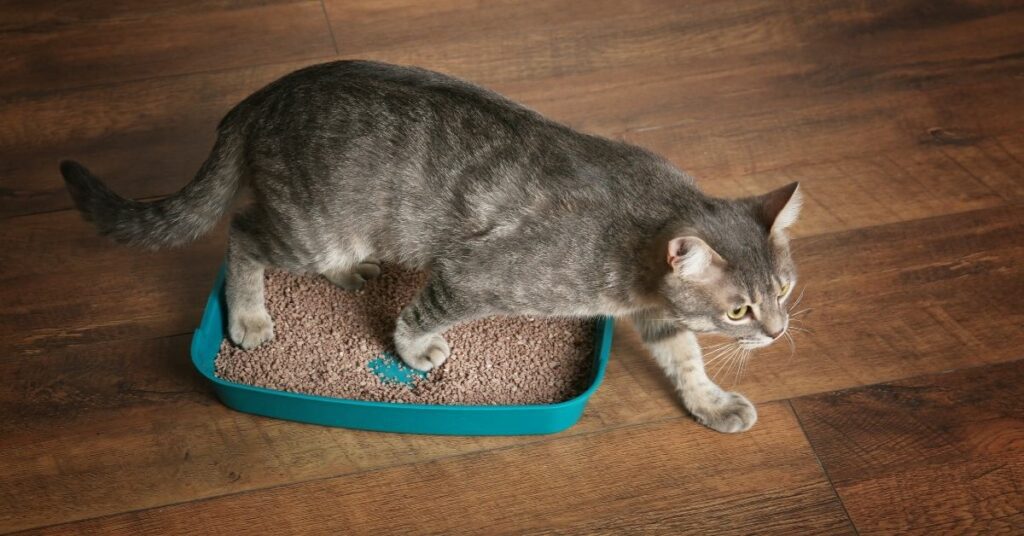 How to Keep Your Cat Litter In the Box and Off Your Floor