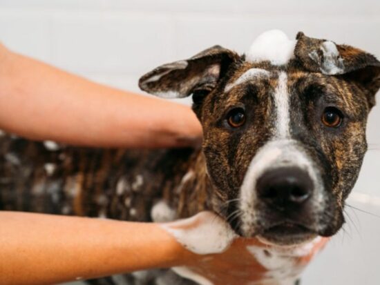 Bathe your dog with these simple solutions!