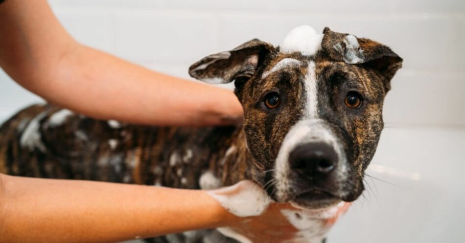 Bathe Your Dog With These Simple Solutions!