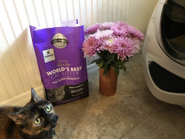 Turdie loves her new lavender kitty litter as much as I do!