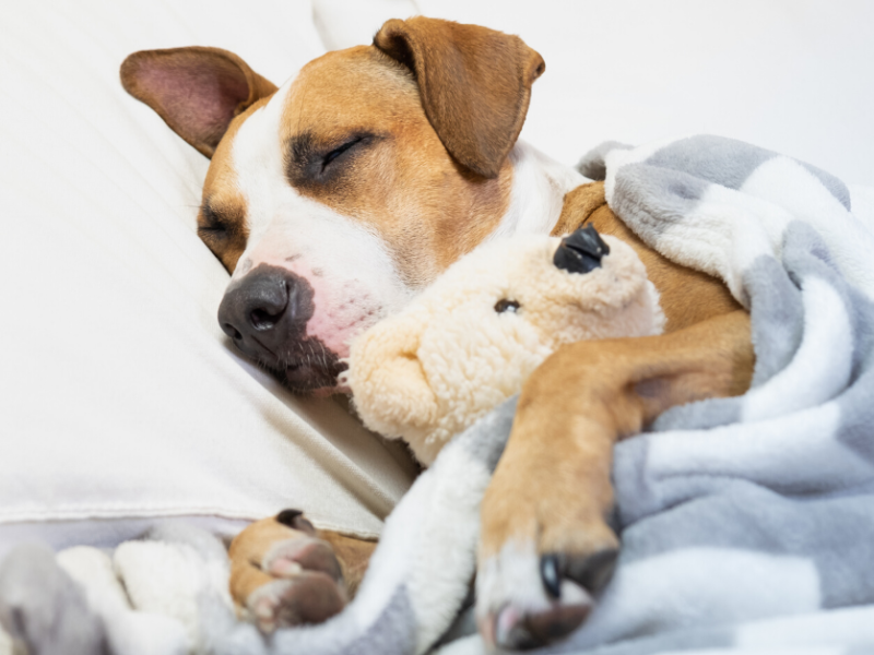 5 Helpful Bedtime Routines to Calm a Restless Dog at Night