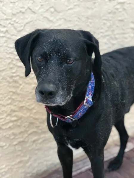 dog with sand on his face at the beach dog advice