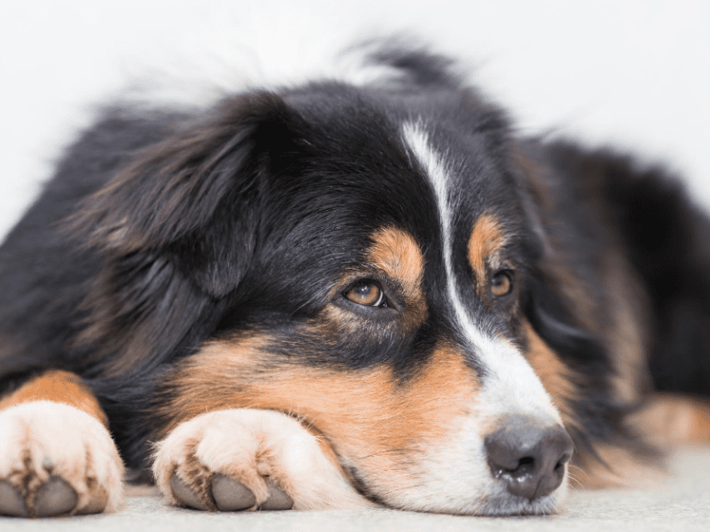 Does your dog whimper at loud noises? He may have noise aversion. Here's how you can help!