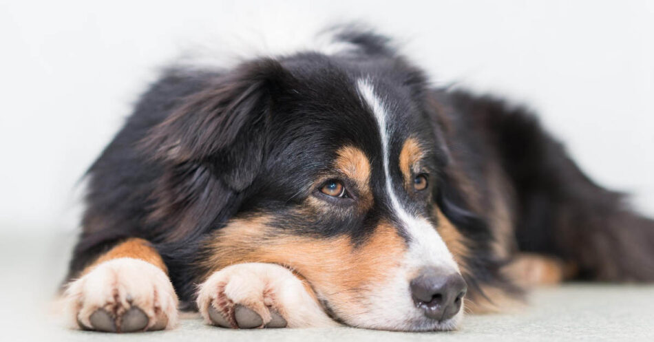 how to help dogs with noise aversion anxiety