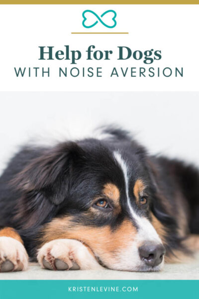 help for dogs with noise aversion pin