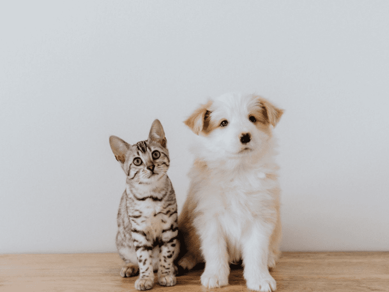 Pet anxiety treatment doesn't need to be expensive! Make it more affordable with these tips.