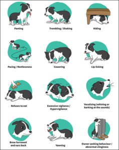 Signs of noise aversion in dogs.