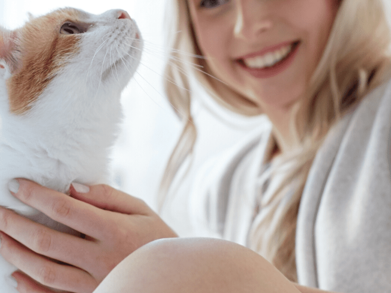 How To Adjust A New Cat To Your Home Cat Lovster