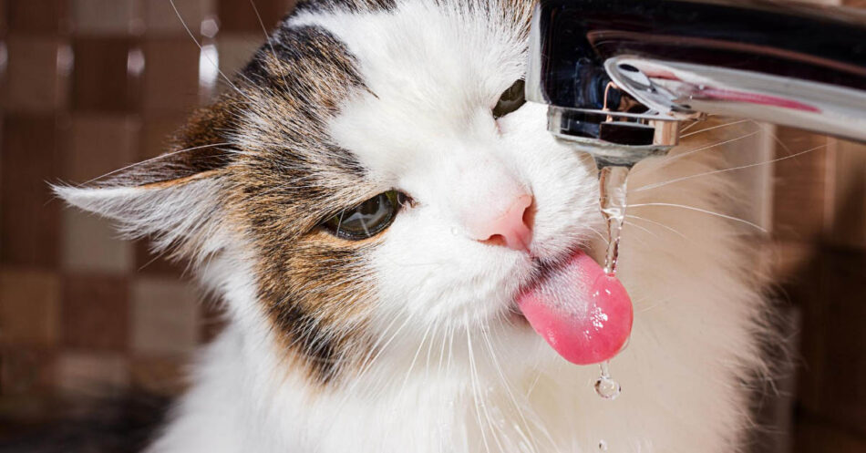 Why Do Cats Like Running Water Pet Living