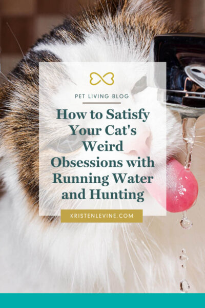 how to satisfy your cat's obsessions with running water and hunting pin