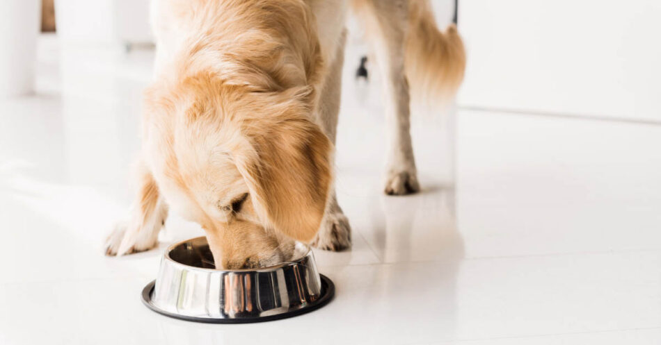 how to help your dog lose weight