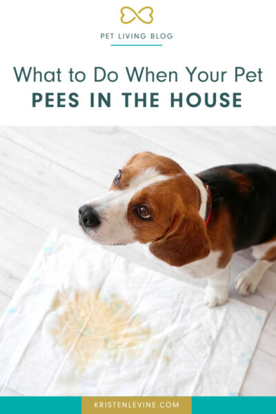 what to do when your pet pees in the house pin