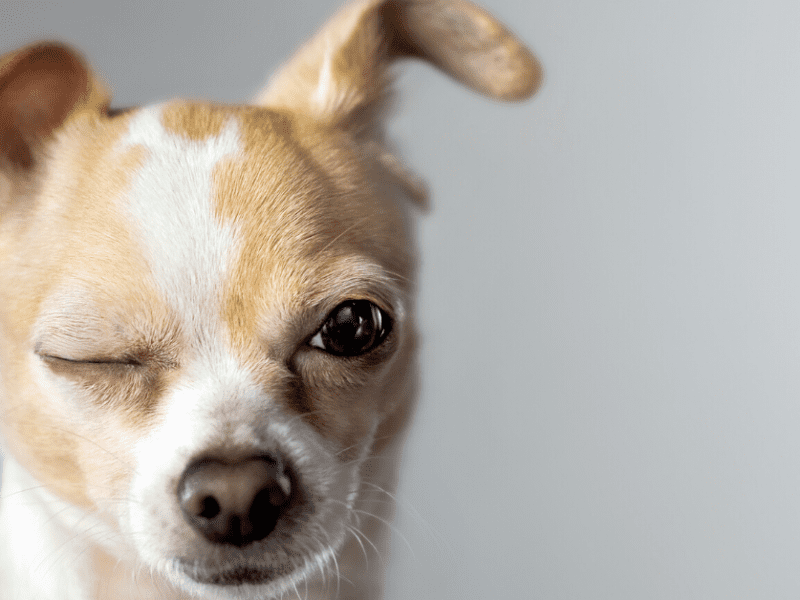 Easy AtHome Remedies for Your Pet's Eye and Ear Problems Kristen