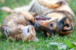 Join the pet living pack!