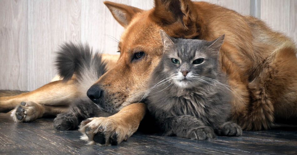 Home Remedies For Cat And Dog's Eye And Ear Problems