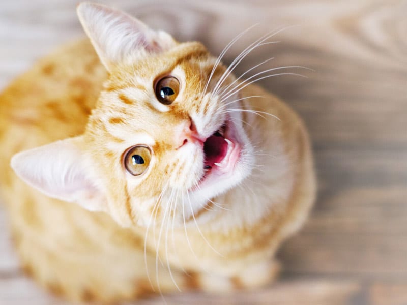 Why Do Cats Meow? How to Decode This Common Cat Sound