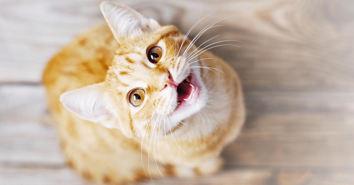 cat meowing with toy