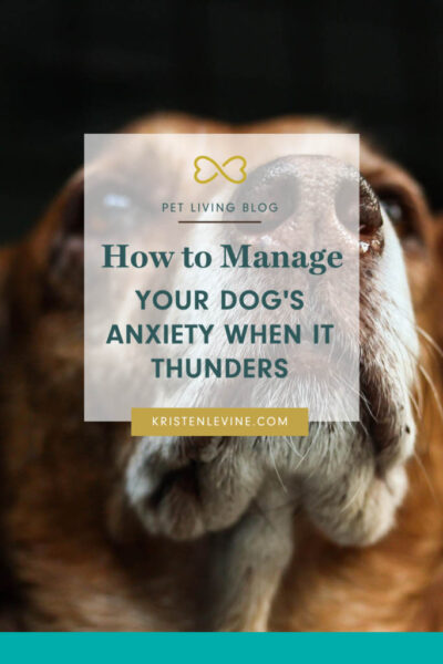 how to manage your dog's anxiety when it thunders pin