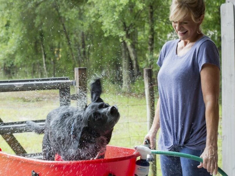 Do you need a grooming tool for your pets at home? Try this!