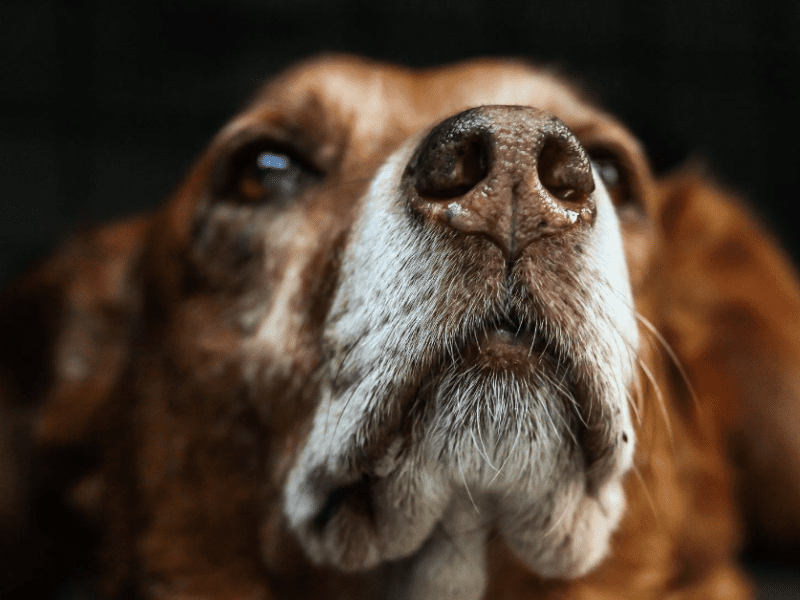 Does your dog get anxious at the first sound of thunder? Here's how to help.