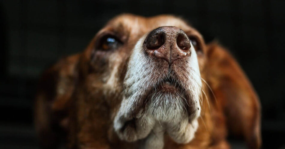 How To Help Dogs Scared Of Thunder