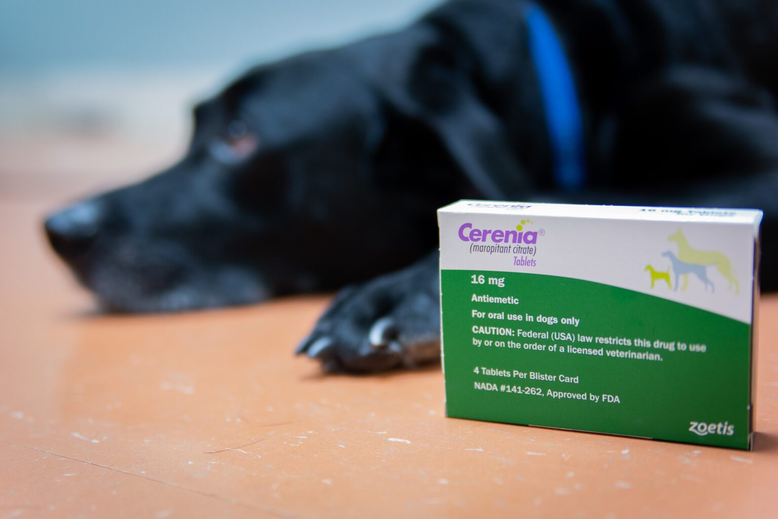 How to Help a Dog Who Has Motion Sickness