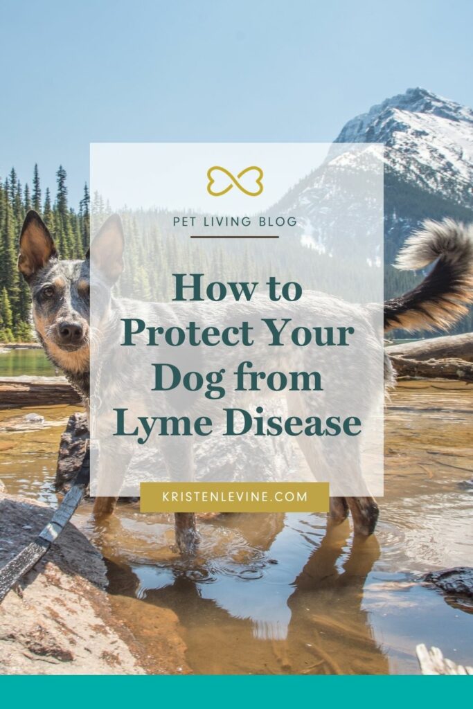 Lyme disease is something all pet parents need to be aware of.