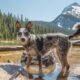 Lyme disease is something all pet parents need to be aware of.