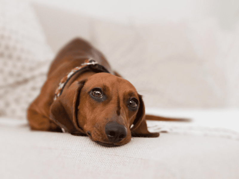 Does your pet suffer from anxiety? You need this to help!