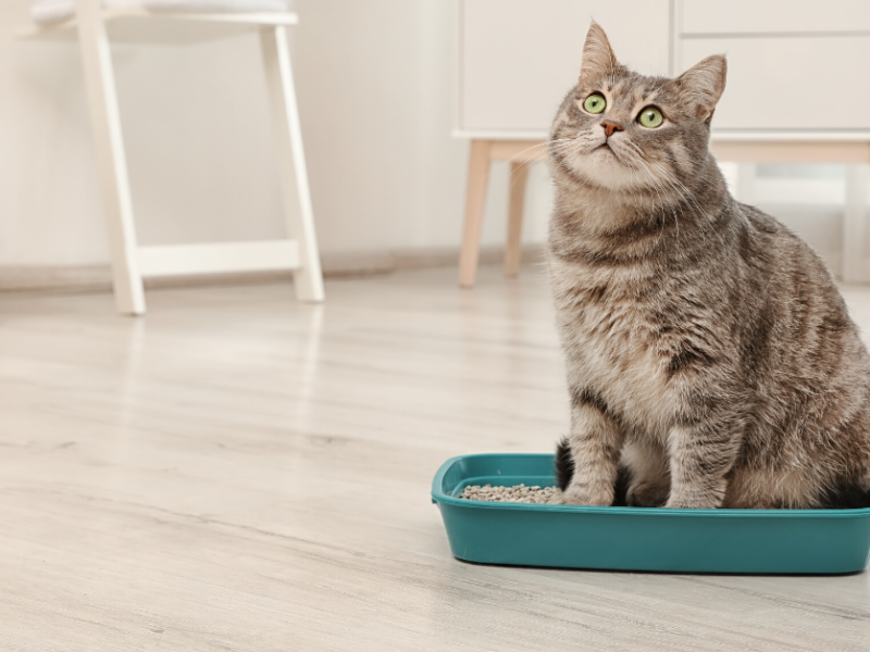 Tired of a messy litter box? Here are six things you need to know.