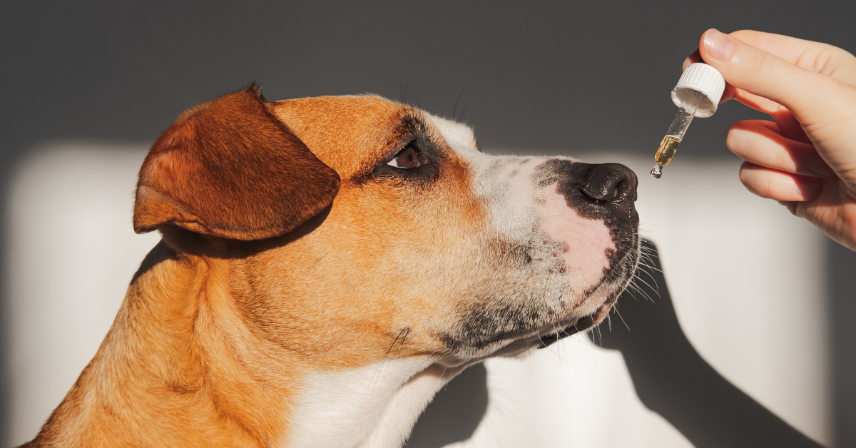 What Can You Give A Dog For Anxiety