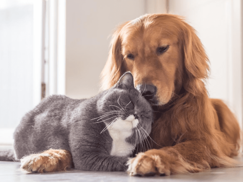 Is your pet feeling anxious? These treats can help them stay calm.