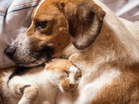 See how pets are able to stay calm despite pet anxiety.