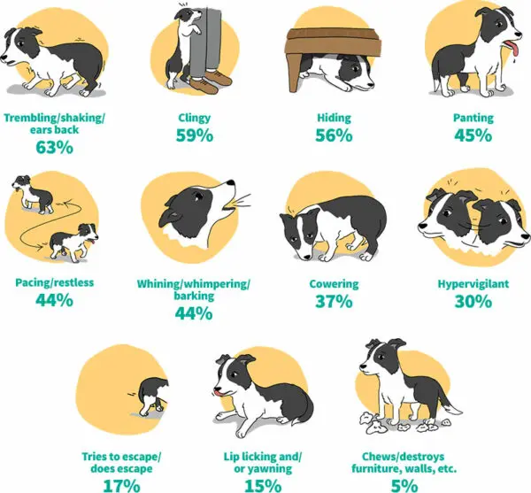 Does your dog have symptoms of anxiety due to noise aversion?