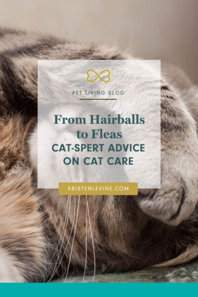 expert advice on cat care pin