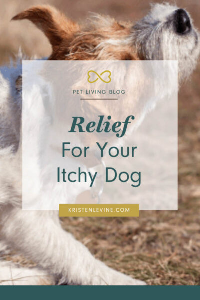 relief for your itchy dog pin