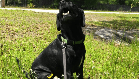 How I found relief for my itchy dog.