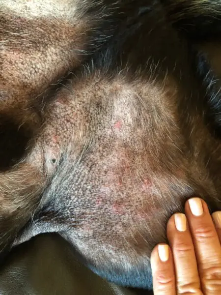 How I Finally Treated My Dog s Itchy Skin