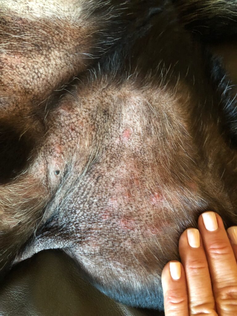 How I Finally Treated My Dog's Itchy Skin