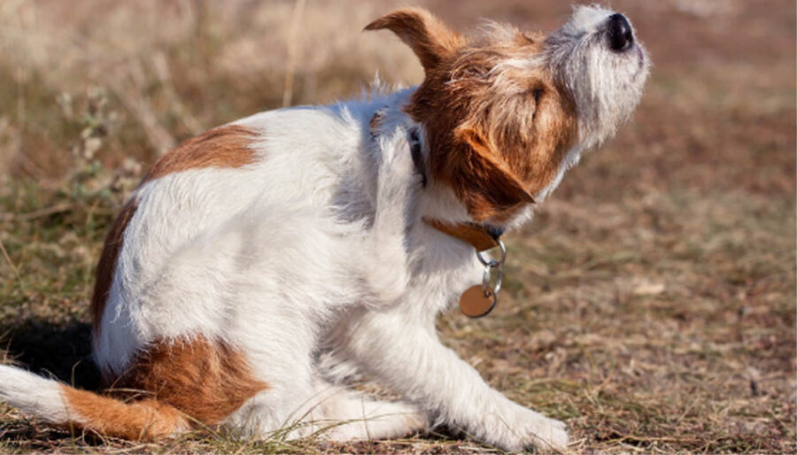 Relief for Your Dog's itchy skin