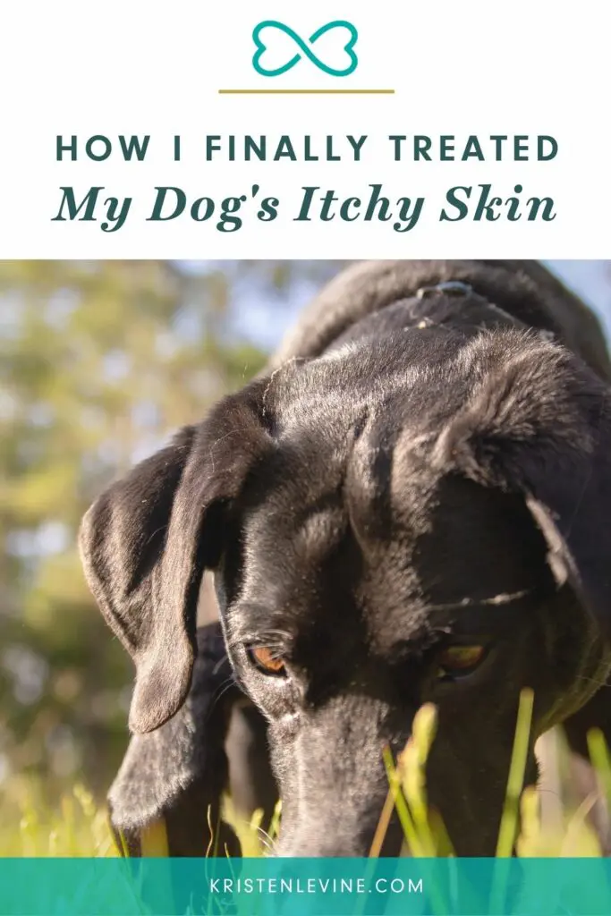 How I Finally Treated My Dog's Itchy Skin