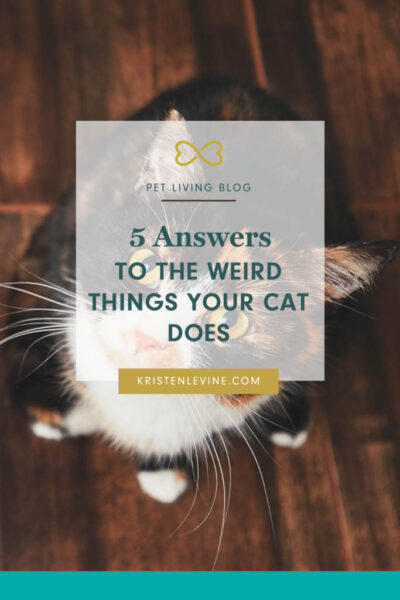 5 answers to the weird things your cat does pin