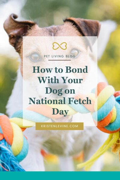 Fetch this: How to Bond With Your Dog on National Fetch Day